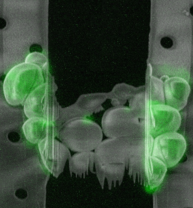 Cryogenic Electron Microscopy (cryo-EM) Fundamentals | Delmic