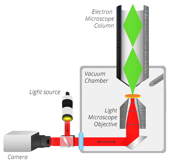 SECOM: Correlative Light And Electron Microscopy | DELMIC